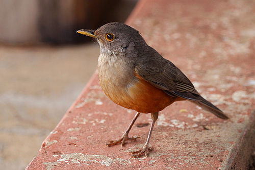 Rufous-bellied thrush